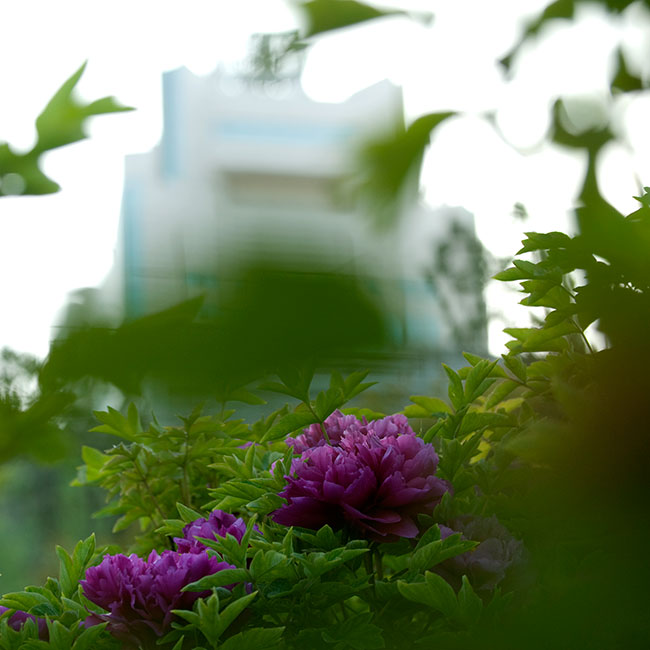 花城洛阳系列一.jpg