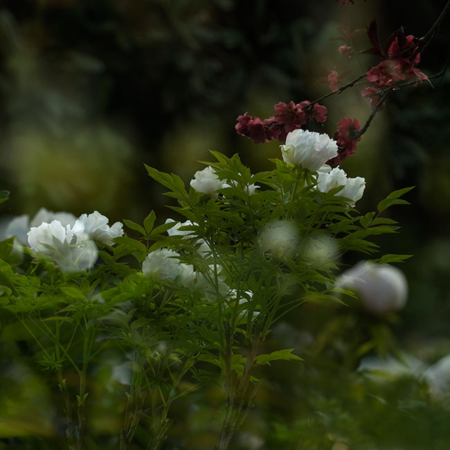 花城洛阳系列四.jpg
