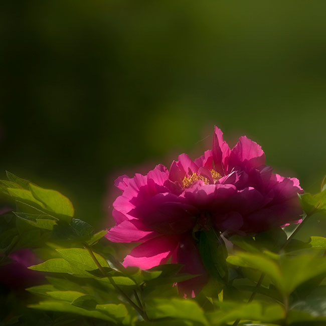 花城洛阳系列三.jpg
