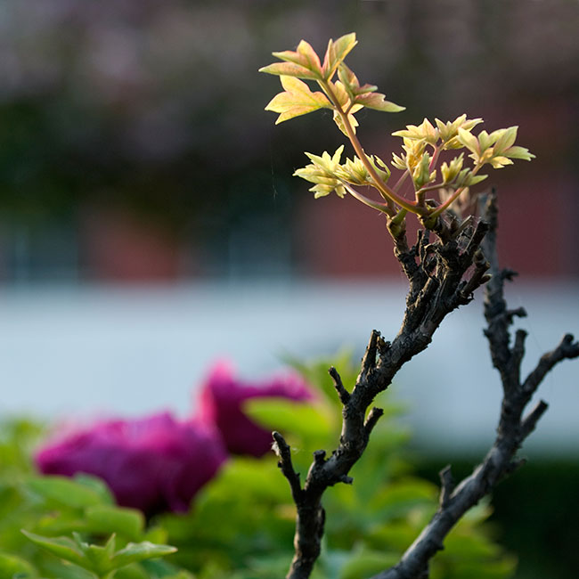 花城洛阳系列二.jpg